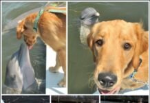 Dolphin Anticipates Kiss from Golden Retriever Friend, Internet Goes Wild