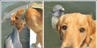 Dolphin Anticipates Kiss from Golden Retriever Friend, Internet Goes Wild