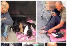A Heartwarming Tale of Sacrifice: Man Sells Everything to Save Dog and Puppies, Goes Viral