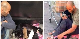 A Heartwarming Tale of Sacrifice: Man Sells Everything to Save Dog and Puppies, Goes Viral