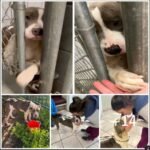 A Hopeful Shelter Pup Reaches Out for Love and a Forever Home