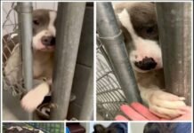 A Hopeful Shelter Pup Reaches Out for Love and a Forever Home