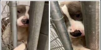 A Hopeful Shelter Pup Reaches Out for Love and a Forever Home