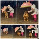 Rainy rescuer: Little girl covers shivering stray dog with umbrella, showing kindness