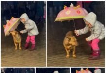 Rainy rescuer: Little girl covers shivering stray dog with umbrella, showing kindness