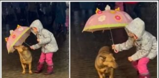 Rainy rescuer: Little girl covers shivering stray dog with umbrella, showing kindness