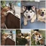 A lone husky eagerly searches for his beloved companion after escaping through an open gate, showcasing their strong bond