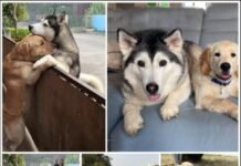 A lone husky eagerly searches for his beloved companion after escaping through an open gate, showcasing their strong bond