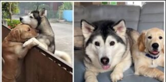A lone husky eagerly searches for his beloved companion after escaping through an open gate, showcasing their strong bond