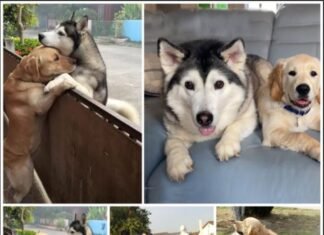 A lone husky eagerly searches for his beloved companion after escaping through an open gate, showcasing their strong bond