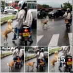 Heart-wrenching sight: Desperate dog left behind runs after callous owners, begging for their love