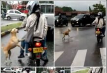 Heart-wrenching sight: Desperate dog left behind runs after callous owners, begging for their love