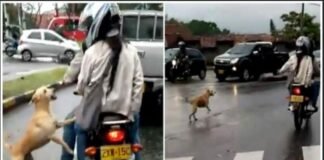 Heart-wrenching sight: Desperate dog left behind runs after callous owners, begging for their love