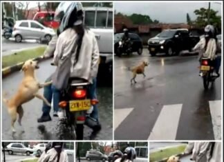 Heart-wrenching sight: Desperate dog left behind runs after callous owners, begging for their love
