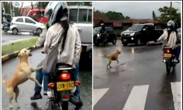 Heart-wrenching sight: Desperate dog left behind runs after callous owners, begging for their love