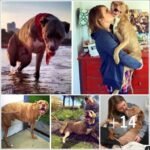 A Pitbull’s Tragic Tale: Dog Shot and Loses Both Right Limbs – A Reminder of the Power of Love