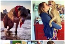 A Pitbull’s Tragic Tale: Dog Shot and Loses Both Right Limbs – A Reminder of the Power of Love