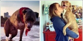 A Pitbull’s Tragic Tale: Dog Shot and Loses Both Right Limbs – A Reminder of the Power of Love