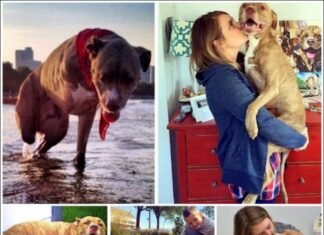 A Pitbull’s Tragic Tale: Dog Shot and Loses Both Right Limbs – A Reminder of the Power of Love