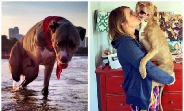 A Pitbull’s Tragic Tale: Dog Shot and Loses Both Right Limbs – A Reminder of the Power of Love