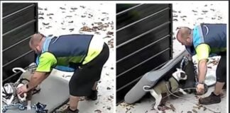 Amazon delivery man goes above and beyond duty to rescue and care for a muddy puppy, showing heartwarming compassion.