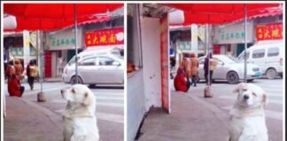Adorable Pup Captures Hearts with Endearing Patience for Free Fried Chicken at Stall