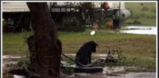 Abandoned to Face the Storm – A Touching Story of a Brave Puppy’s Love