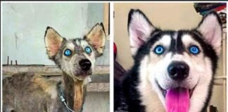 A man saves a stray husky, turning her into a stunning dog with love