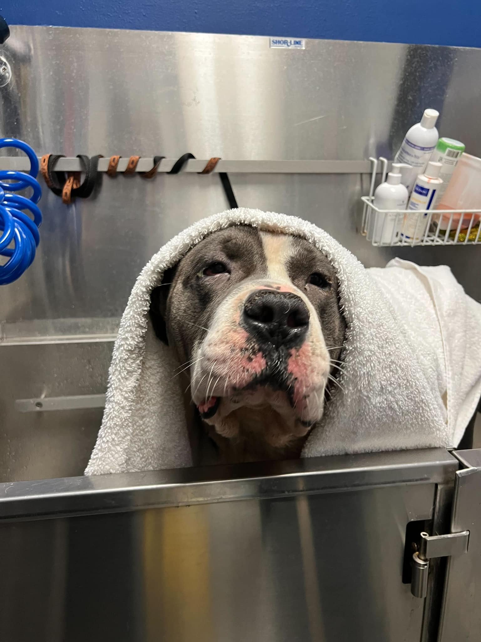 Dog under the towel