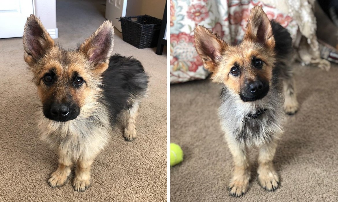 This German Shepherd, who is 2 years old and has dwarfism, will forever stay young like a puppy